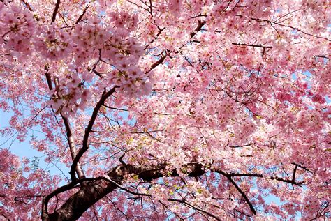 foto do sakura|Sakura Photos, Download The BEST Free Sakura Stock Photos。